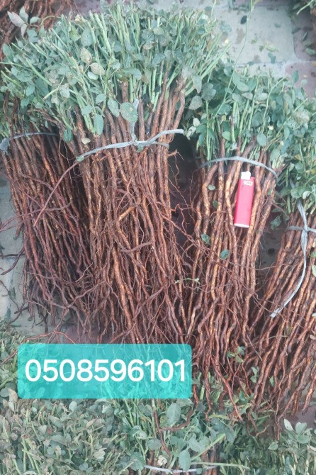 Продам сіянці шипшини/подвой шиповника Барвінкове - зображення 3