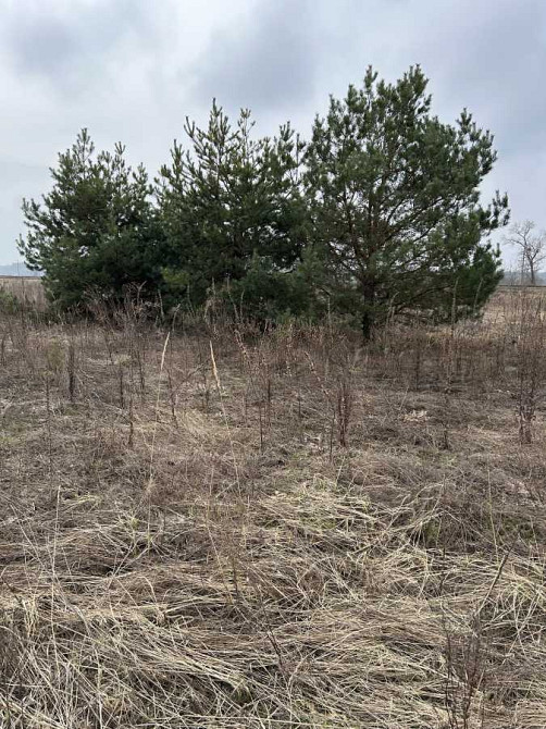 продажа участок под жилую застройку Броварский, Рожевка, 16000 $  - изображение 2