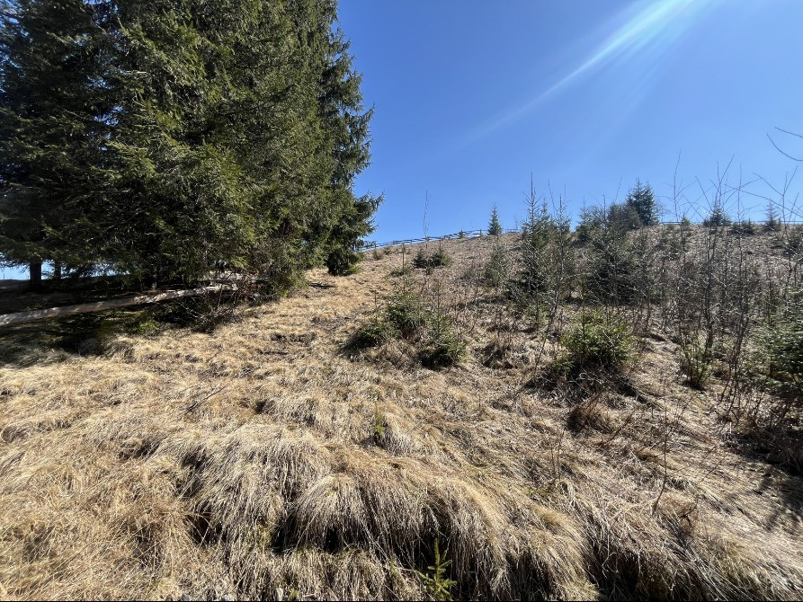 Земельна ділянка в Яблуниці 0.25 га Яремче - зображення 4