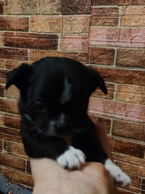 Продам хлопчика чихуахуа Ровно - изображение 3