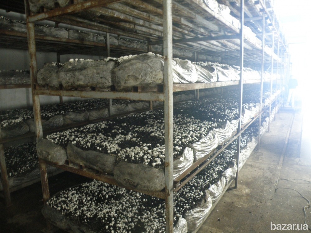 Продажа Грибоводство (Одесская обл., Украина) Одесса - изображение 1