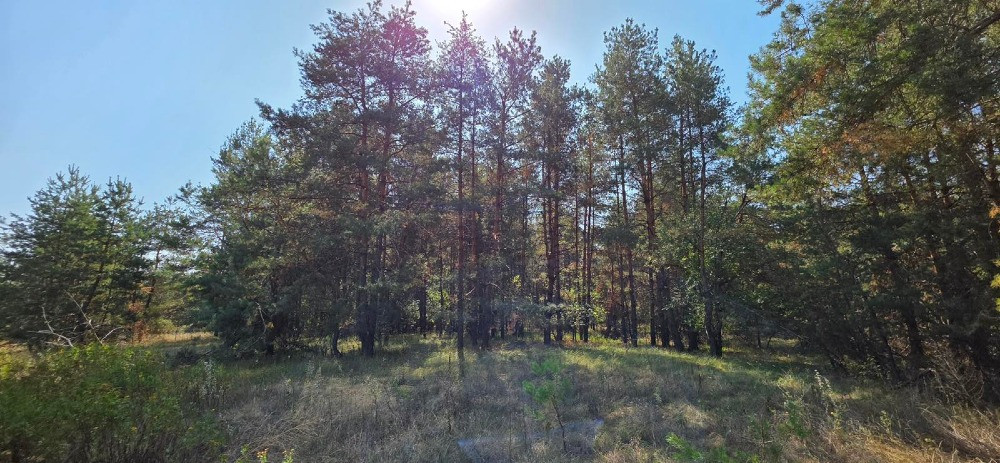 Продам 2,12 га землі в лісі, Царичанський район. Дніпро - зображення 5