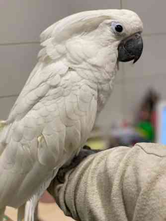 Пташеня какаду окільцьований Київ