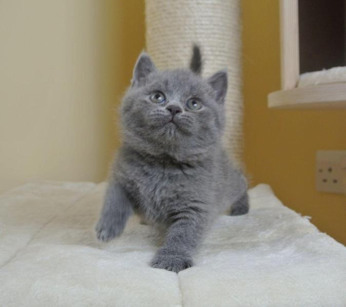 Британські короткошерсті кошенята на продаж. Донецьк - зображення 1