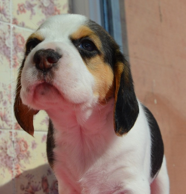 Біглі від батьків чемпіонів. Документи київського клубу, чіповані. Київ - зображення 5