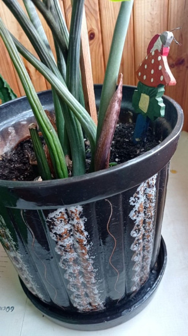 Замиокулькас долларовое дерево с горшком Київ - зображення 5