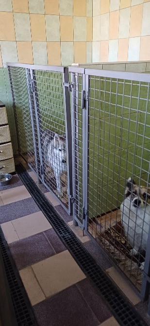 Готель ПЕС для собак - перетримка тварин в Києві, зооготель Киев - изображение 1