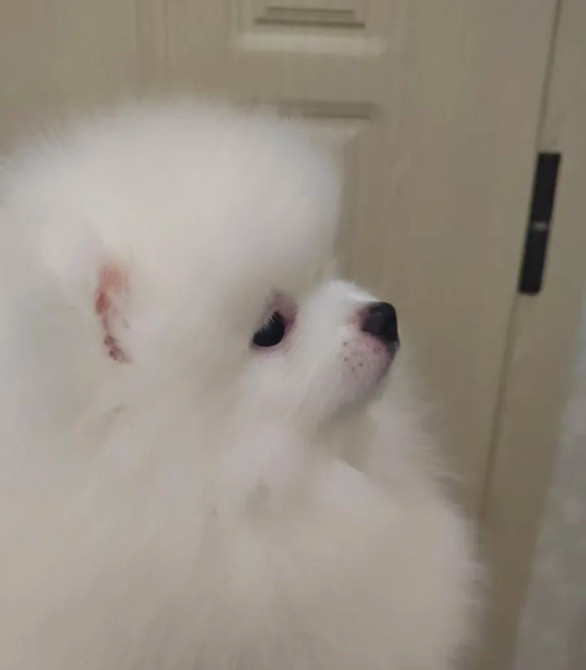 Шпіци Киев - изображение 1