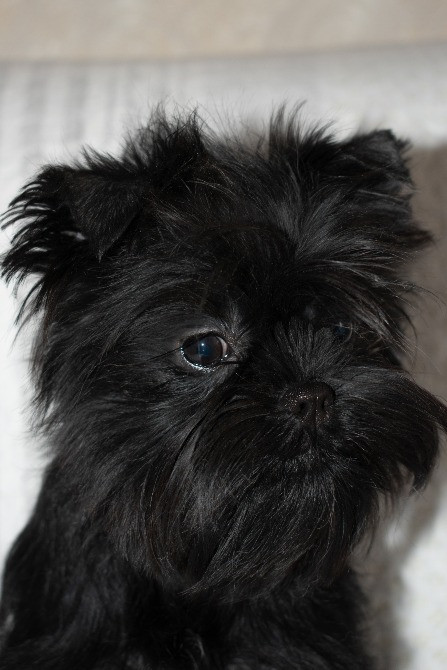 Аффенпинчер - щенки редкой породы. Affen: собака обезьянка. Дніпро - зображення 2