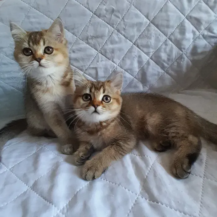 Вінниця.Продаються чарівні кошенята скоттиш-страйт від породистих батьків Вінниця - зображення 4