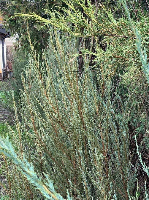 Продаж будинку 140 м2 з ремонтом, Русанівські сади. № 2211731 Київ - зображення 4