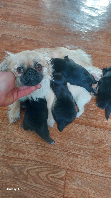 Цуценята пекінеса Снятин - зображення 1