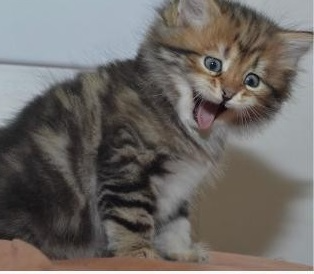 Кошенята породи мейн-кун Киев - изображение 1