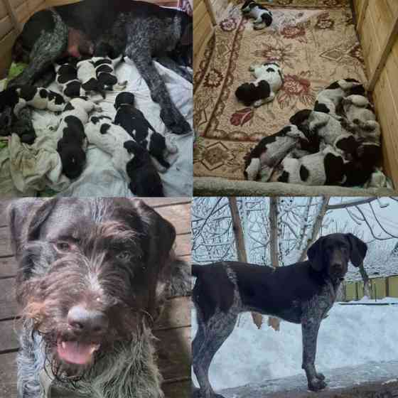 Продам цуценят Драатхар Запоріжжя