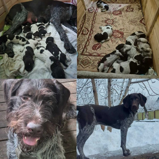 Продам цуценят Драатхар Запоріжжя - зображення 1