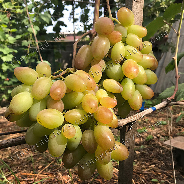 Виноград Юліан. Столовий, Ультра-ранній. Саджанці ВКС. Харків Харьков - изображение 2
