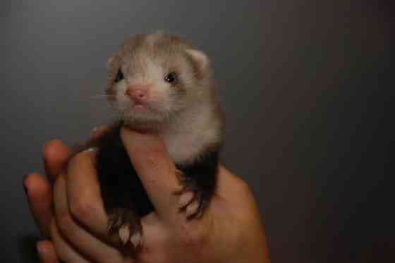 Декоративные хорьки. Окрас барсук Київ