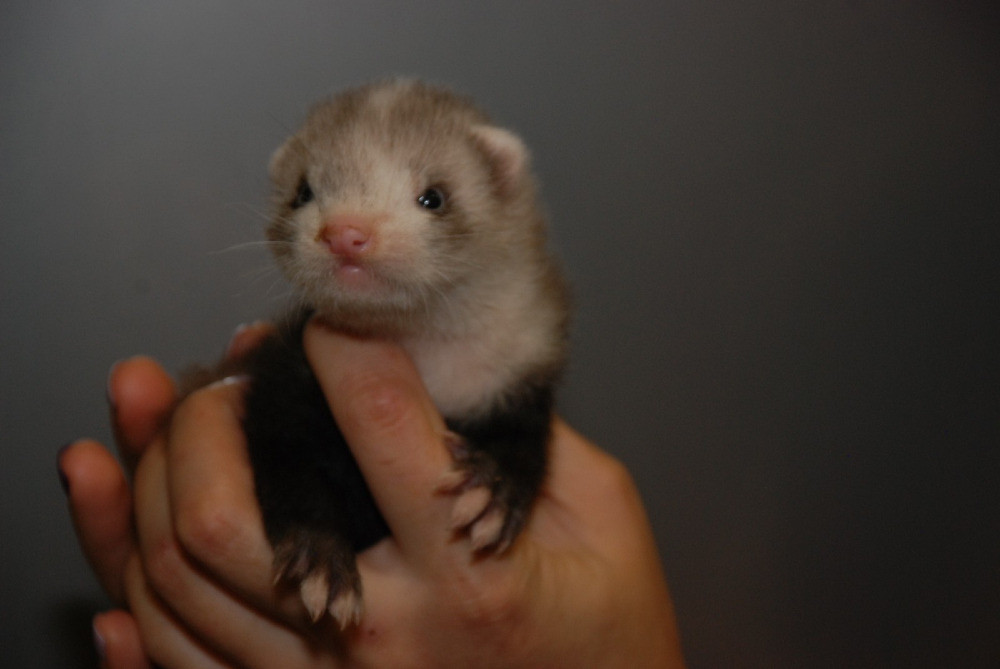 Декоративные хорьки. Окрас барсук Киев - изображение 3