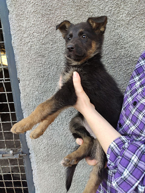 Продам вівчарок Синельниково - изображение 3