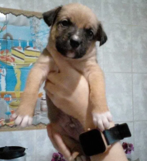 Цуценята піт-бультер'єра Житомир - зображення 5