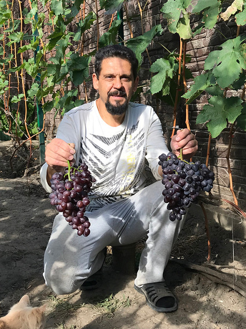 Саджанці Винограду (РОЗПРОДАЖ) Харків - зображення 1