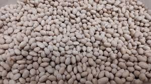 Переробник закуповує квасолю Чернівці - зображення 1