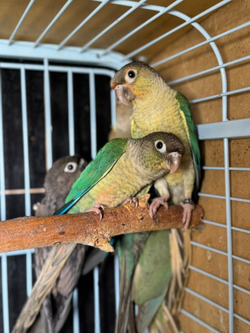 Попугай Пиррура. Ручные птенцы Київ - зображення 3