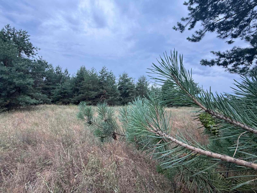 Продам дві ділянки у лісі з виходом до р.Орель, Царичанський район. Дніпро - зображення 6