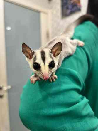 Малыши летающей белки летяги Киев