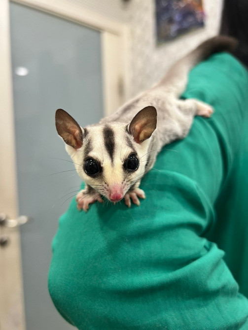 Малыши летающей белки летяги Киев - изображение 1