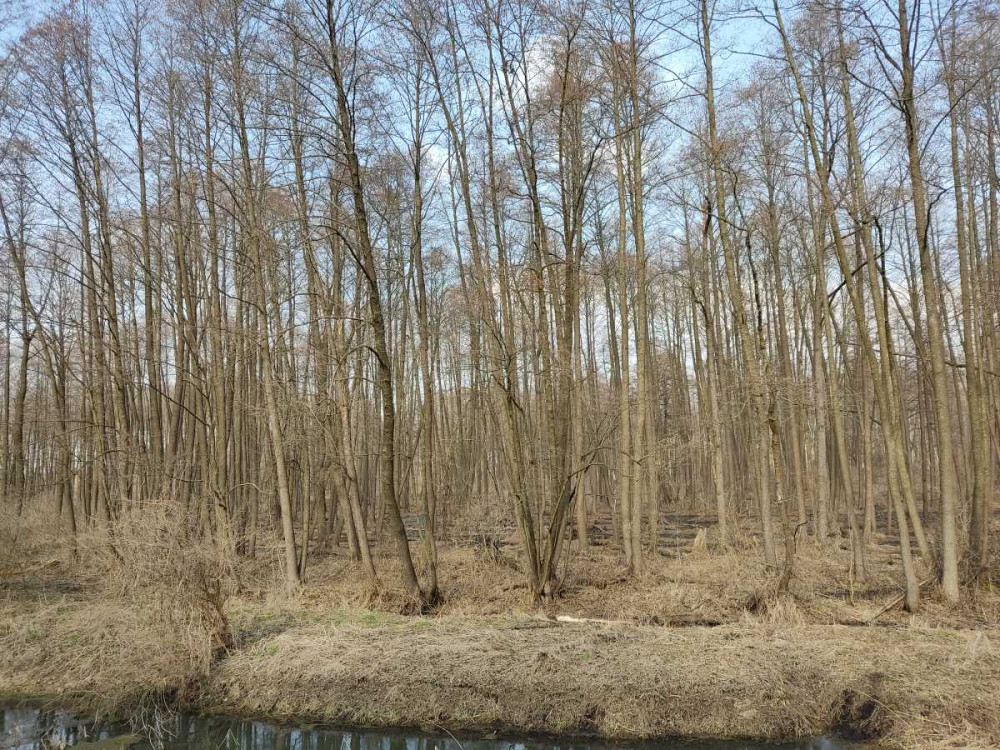 продажа земля сельскохозяйственного назначения Бориспольский, Старое, 262587 грн.  - зображення 4