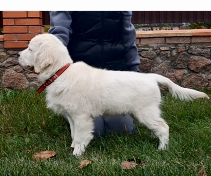 Щенята голден ретрівера Львів - зображення 4