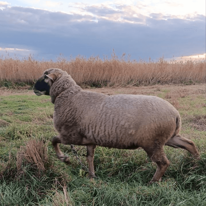 Продам барана живым весом. Харьков - изображение 2