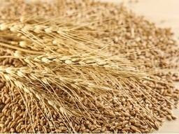 Закупка зерновідходів, некондиції. Працюємо з посередниками Днепр - изображение 1