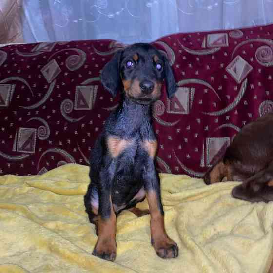 Продам щенков Добермана! Балаклія