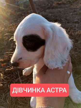 Цуценята спаніеля мисливського Хмельницький