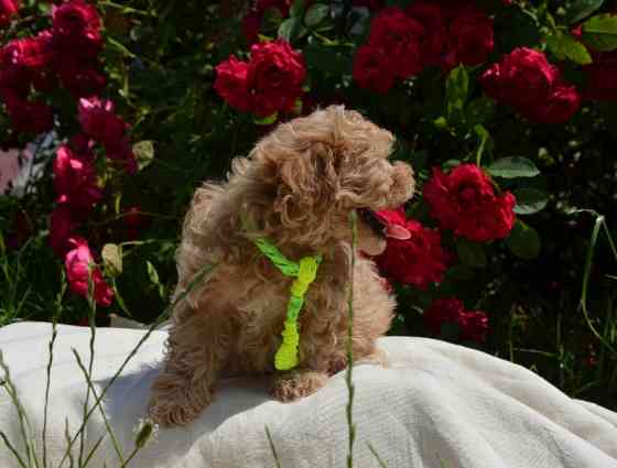 #МальтіпуF1#MaltipooF1#цуценята2міс#puppies 2 months Ukraine, Kyiv. Worldwide delivery Киев