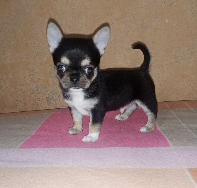 Цуценята Чіхуахуа Київ - зображення 1