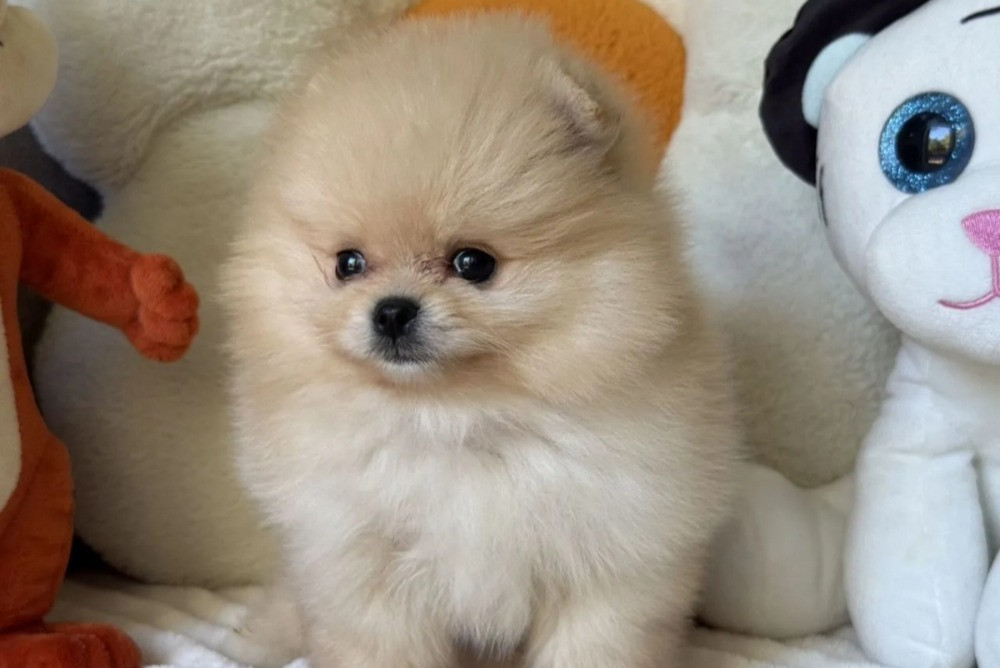 Шпиц мини Мишка Київ - зображення 3