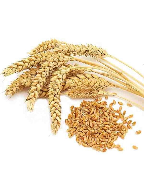 Купую зерновідходи. Самовивіз. Дорого Київ - зображення 1