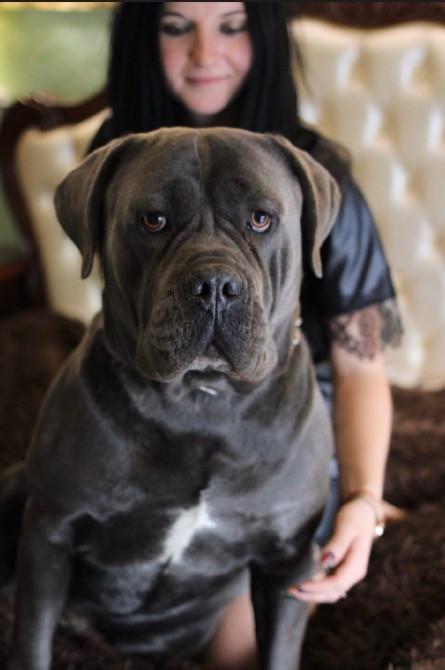 Цуценята . Кане Корсо Івано-Франківськ - зображення 3