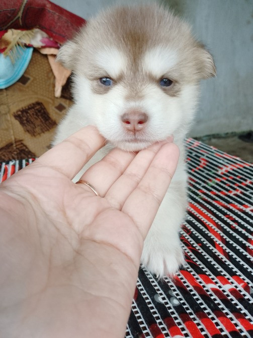 Дівчинка Помскі F1 Львов - изображение 4