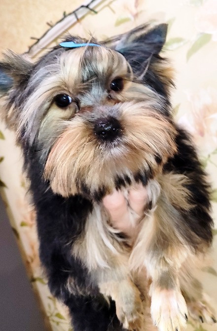 Продам цуценят йорків Павлоград - зображення 5