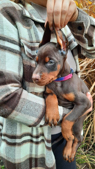 Добермани від розплідника Харків - зображення 3