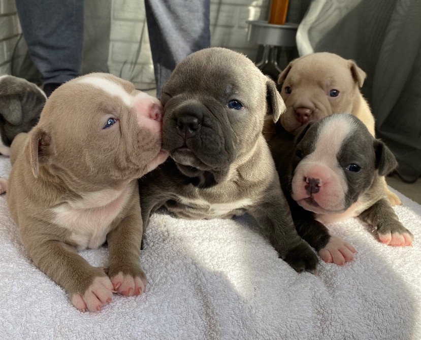 Американські Буллі типу покет Обухов - изображение 4