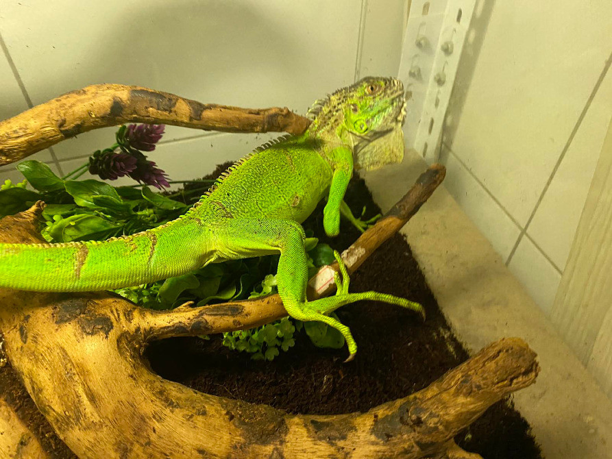 Зелена ігуана🦎 Киев - изображение 1