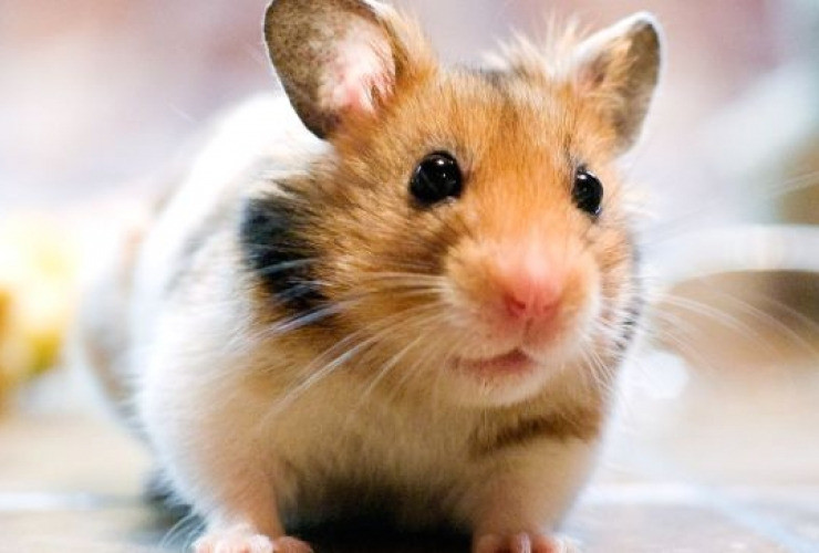 Ручні хом'ячки Київ - зображення 3