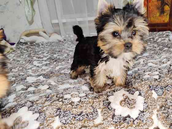 Продам цуценят йорків Павлоград