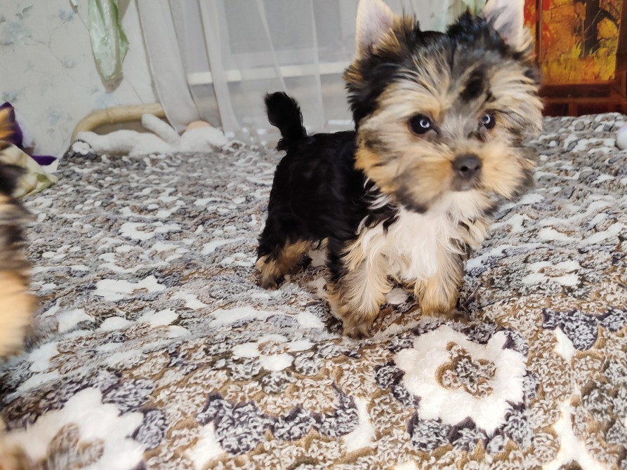 Продам цуценят йорків Павлоград - зображення 4