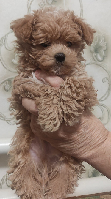 Мальтіпу F1 Киев - изображение 4